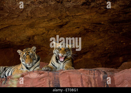 Royal Bengal Tiger Cubs in einer Höhle in Bandhavgarh National Park in Indien Stockfoto