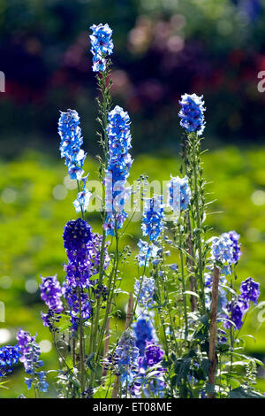 Violette Blumen, Regierung Botanischer Garten, Ooty, Udhagamandalam, Hill Station, Nilgiris, Western Ghats, Tamil Nadu, Indien, Asien Stockfoto