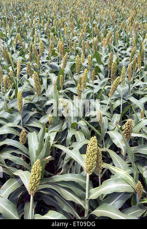 Sorghum bicolor, Sorghum vulgare, Familie Gramineae, Jowar, große Hirse, durra, jowari, jawar, milo, Tamil Nadu, Indien, asien Stockfoto