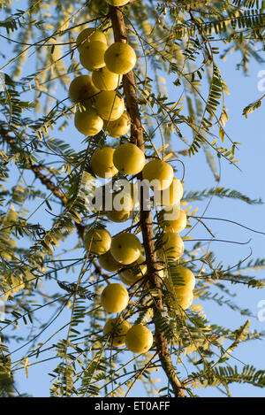 AMLA-Baum, phyllanthus emlica, Emblic, Emblic Myrobalan, Myrobalan, Indische Stachelbeere, Malakka-Baum, Indien, Asien Stockfoto