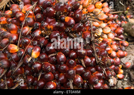 Ölpalmenbaum Frucht, Elaeis guineensis, Palmenfamilie, Arecaceae, Kerala, Indien, Asien Stockfoto