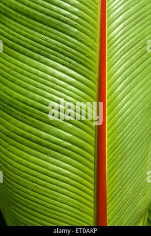 Bananenbaumblatt, Bananenblatt, Bananenpflanzenblatt, grünes Blatt, Kerala, Indien, Asien Stockfoto