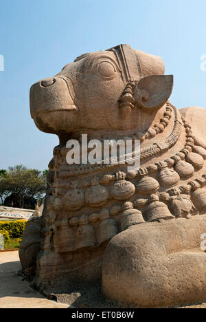 Größte monolithische Nandi-Skulptur in Lepakshi; Andhra Pradesh; Indien Stockfoto