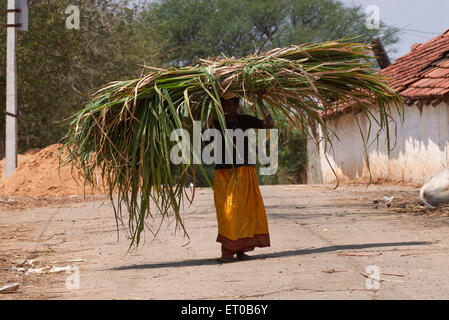 Frau trägt Gras, Veeravanallur, Tirunelveli, Tamil Nadu, Indien, Asien Stockfoto