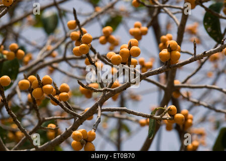 Banyan Tree fruit Ficus bengalensis; Indien-Maa 161241 Stockfoto