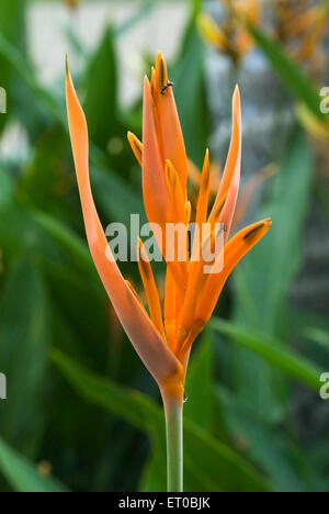 Heliconia psittacorum, Papagei Heliconia, Papageienblume, Kerala, Indien, Asien Stockfoto