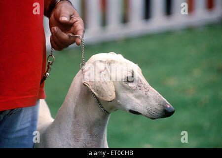 Chippiparai, indigene Hunderasse, Hundeausstellung, Ooty; Ootacamund; Nilgiris; Tamil Nadu; Indien, asien Stockfoto