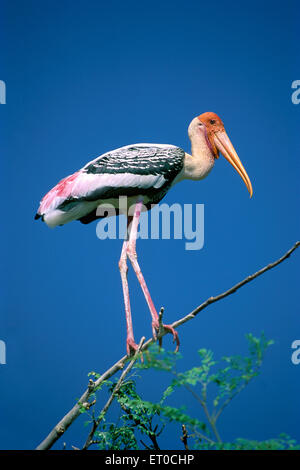 Vögel; Storch Mycteria Leucocephala in Koonthakulam Dorf in der Nähe von Tirunelveli gemalt; Tamil Nadu; Indien Stockfoto