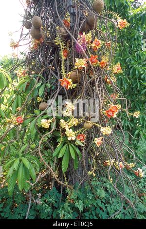 Cannonball Baum, Nagalinga Baum, Kanonenkugel Baum, Naga Linga Baum, couroupka guianensis; Indien, asien Stockfoto