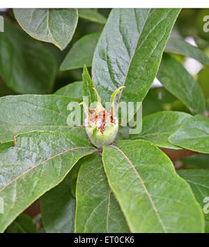 Eine einzelne Frucht Apfel auf einem Mispelbaum. Stockfoto