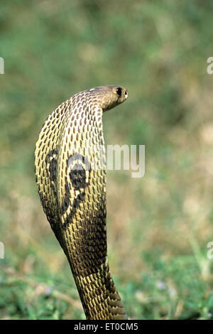 cobra Schlange, indische Brille Cobra naja naja naja Stockfoto