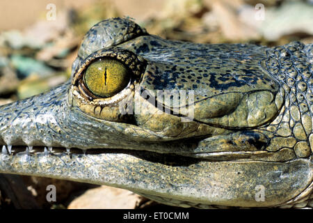 Krokodil-Auge und Ohr der Gangesgavial Gavialis gangeticus Stockfoto