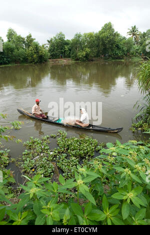 Angeln in Backwaters , Changanacherry , Changanassery , Kottayam , Alleppey , Alappuzha , Kerala , Indien , Asien Stockfoto