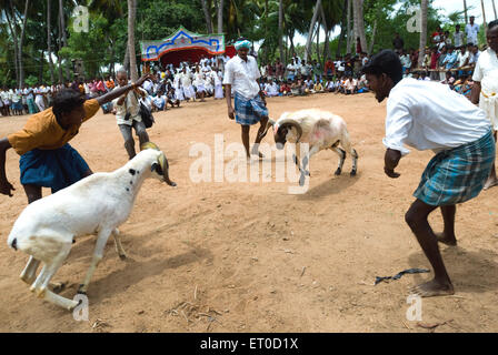 Bekämpfung von Ziegen Kidaai Muttu; Madurai; Tamil Nadu; Indien Stockfoto