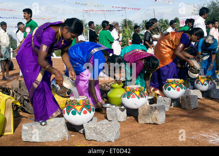 Pongal; Kinathukkadavu in der Nähe von Coimbatore; Tamil Nadu; Indien Stockfoto