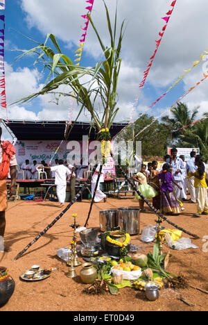 Pongal; Kinathukkadavu in der Nähe von Coimbatore; Tamil Nadu; Indien Stockfoto