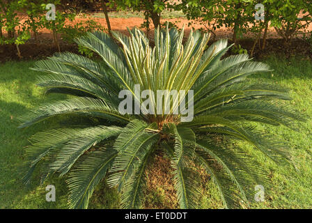 Cycas revoluta, Sago cycad, König Sago, Sagopalme, Sathyamangalam, Erode, Coimbatore, Tamil Nadu, Indien, Asien Stockfoto