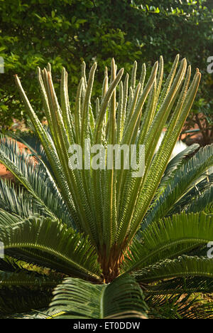 Cycas revoluta, Sago cycad, König Sago, Sagopalme, Sathyamangalam, Erode, Coimbatore, Tamil Nadu, Indien, Asien Stockfoto