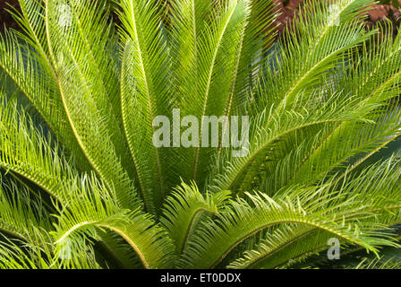 Cycas revoluta, Sago cycad, König Sago, Sagopalme, Sathyamangalam, Erode, Coimbatore, Tamil Nadu, Indien, Asien Stockfoto