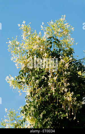 Blüte der Korkeiche Millingtonia Hortensis Catalpa Coimbatore Tamil Nadu, Indien Stockfoto