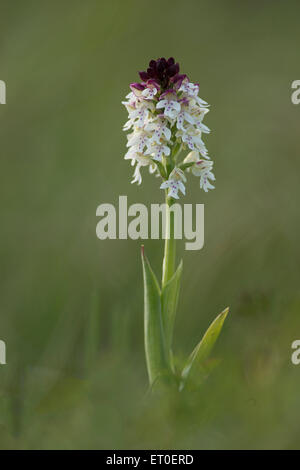 Eine gebrannte Spitze Orchidee bei Martin Down in Hampshire. Stockfoto