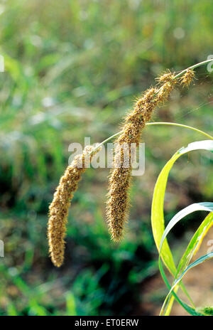 Indische Hirse, Fuchsschwanzhirse, Fuchsschwanzhirse, Setaria italica, Sathyamangalam, Erode, Coimbatore, Tamil Nadu, Indien, Asien Stockfoto