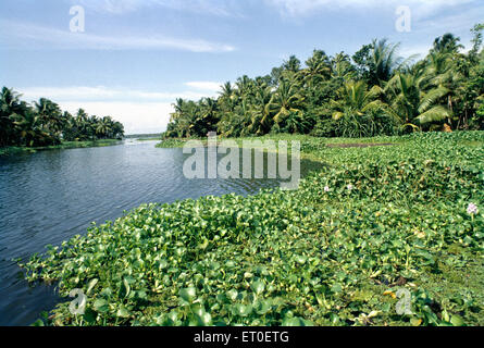 Backwaters, Alleppey, Alappuzha, Kerala, Indien, Asien Stockfoto