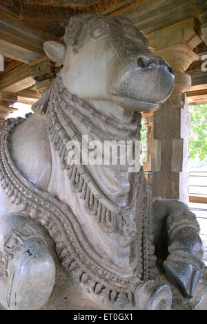 Acht Fuß hoch Nandi oder Bull Fahrzeug des Lords Shiva-Statue von Königin am Dorasamudra besucht; Distrikt Hassan; Karnataka Stockfoto