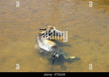 Baden im Fluss Kaveri Cuvery in der Nähe von Coorg Buffalo; Bezirk Mangalore; Karnataka; Indien Stockfoto