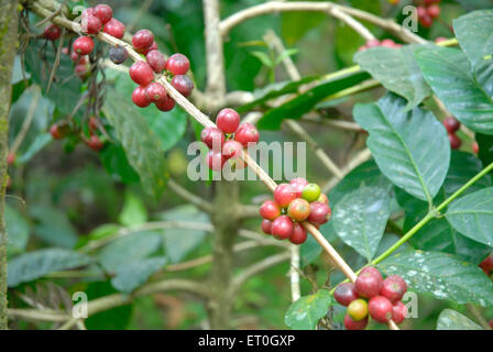 Kaffee Kirsche Baum, Kaffee Kirsche Baum, Kaffee Kirsche Baum, Kaffee Beerenbaum, Kaffee Beeren Baum, Madykeri, Madykery, Coorg, Karnataka, Indien, Asien Stockfoto