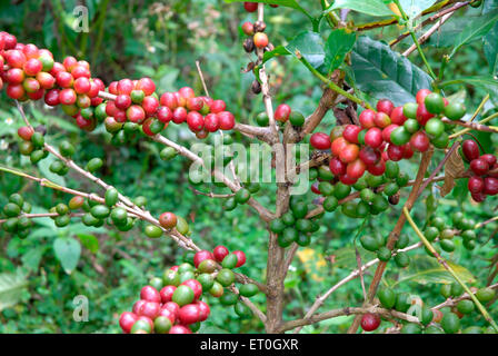 Kaffee Kirsche Baum, Kaffee Kirsche Baum, Kaffee Kirsche Baum, Kaffee Beerenbaum, Kaffee Beeren Baum, Madykeri, Madykery, Coorg, Karnataka, Indien, Asien Stockfoto