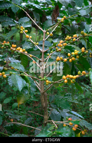 Kaffee Kirsche Baum, Kaffee Kirsche Baum, Kaffee Kirsche Baum, Kaffee Beerenbaum, Kaffee Beeren Baum, Madykeri, Madykery, Coorg, Karnataka, Indien, Asien Stockfoto