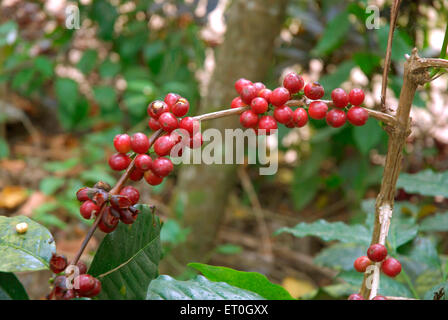 Kaffee Kirsche Baum, Kaffee Kirsche Baum, Kaffee Kirsche Baum, Kaffee Beerenbaum, Kaffee Beeren Baum, Madykeri, Madykery, Coorg, Karnataka, Indien, Asien Stockfoto