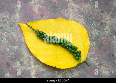 Schwarze Pfefferpflanze auf gelbem Blatt, Kushalnagar, Mudbidri, Moodbidri, Coorg, Karnataka, Indien, Asien Stockfoto