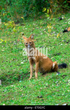 Dhole, Indischer Wildhund, weiblich, sitzend, Cuon alpinus, Nagarhole National Park, Wildlife Sanctuary, Kodagu, Coorg, Karnataka, Indien, Asien Stockfoto