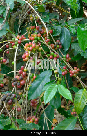 Kaffee Kirsche Baum, Coffee Tree, Kaffee Kirschen Baum, Kaffee-Beere, Kaffee Beeren, Mudbidri, Moodabidri, Coorg, Karnataka, Indien, Asien Stockfoto