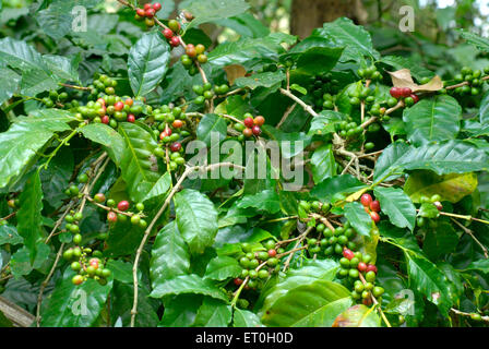 Kaffee Kirsche Baum, Coffee Tree, Kaffee Kirschen Baum, Kaffee-Beere, Kaffee Beeren, Mudbidri, Moodabidri, Coorg, Karnataka, Indien, Asien Stockfoto
