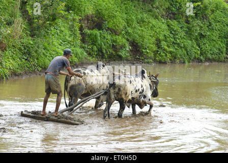 Mann arbeitet im Reisfeld am Madh in der Nähe von Malshej Ghat; Maharashtra; Indien Stockfoto