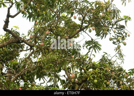 Mangobaum in Mapusa; Goa; Indien Stockfoto