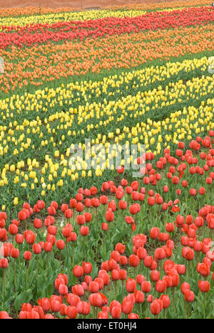 Indira Gandhi Memorial Tulpengarten, Modell Floriculture Center, Tulpengarten, Srinagar, Jammu und Kashmir, Indien, Asien Stockfoto