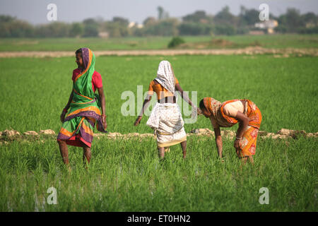 Damen in Felder in Jharkhand Reis Setzlinge Pflanzen; Indien Stockfoto