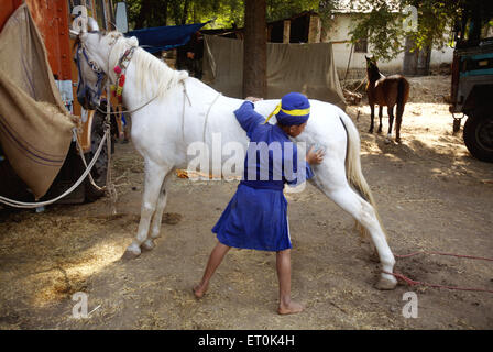 Young Nihang oder Sikh Krieger sein Pferd in der Nähe von Sachkhand Saheb Gurudwara in Nanded Reinigung; Maharashtra; Indien Stockfoto