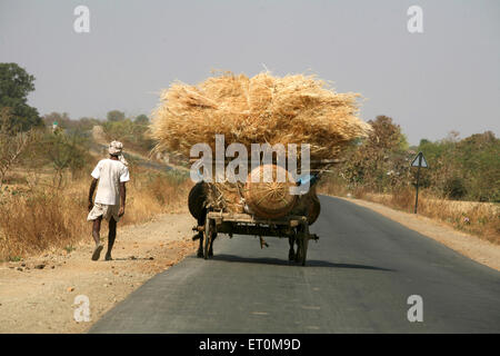 Mann zu Fuß mit Ochsen Wagen tragen goldene Ernte des Weizens, die Weitergabe von Bhopal Autobahn in Madhya Pradesh; Indien Stockfoto