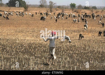 Nomad weidenden Herde von Schafen in kargen Felder in Bhopal; Madhya Pradesh; Indien Stockfoto