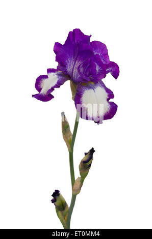 Hoch bärtige Iris - Deutsche Schwertlilie Stockfoto