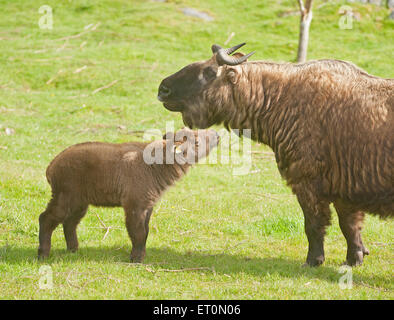 Kincraig, Schottland. 10. Juni 2014. Der Royal Zoological Society für Schottland Highland Wildlife Park in Kincraig, Invernesshire, Schottland, Großbritannien eingeführt ihr neuestes Baby Mishmi-takin der Öffentlichkeit heute, Mittwoch, 10. Juni 2015.  Die Mishmi-Takin (Budorcas Taxicolor Taxicolor) ist eine vom Aussterben bedrohte Ziege-Antilope heimisch in Indien, Myanmar und das Volk der Volksrepublik China. Sie haben angerufen das Kalb 'Snow' nach "John Snow" in den "Game of Thrones" weil es Ende April geboren wurde wenn Schottland mehrere fällt Schnee. Bildnachweis: David Gowans/Alamy Live-Nachrichten Stockfoto