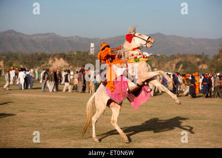Nihang oder Sikh Krieger auf Pferd während Hola Mohalla Feier bei Anandpur Sahib in Rupnagar Bezirk; Punjab; Indien Stockfoto