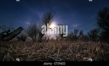 Jagd nach dem Mond - Nacht Vollmond, Sterne und Mystyc Landschaft Hintergrund Stockfoto