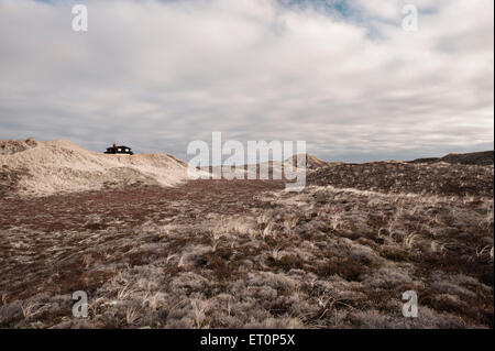 Dünenlandschaft - Dänemark West Stockfoto