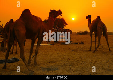 Kamele bei Sonnenuntergang in Pushkar fair; Rajasthan; Indien Stockfoto